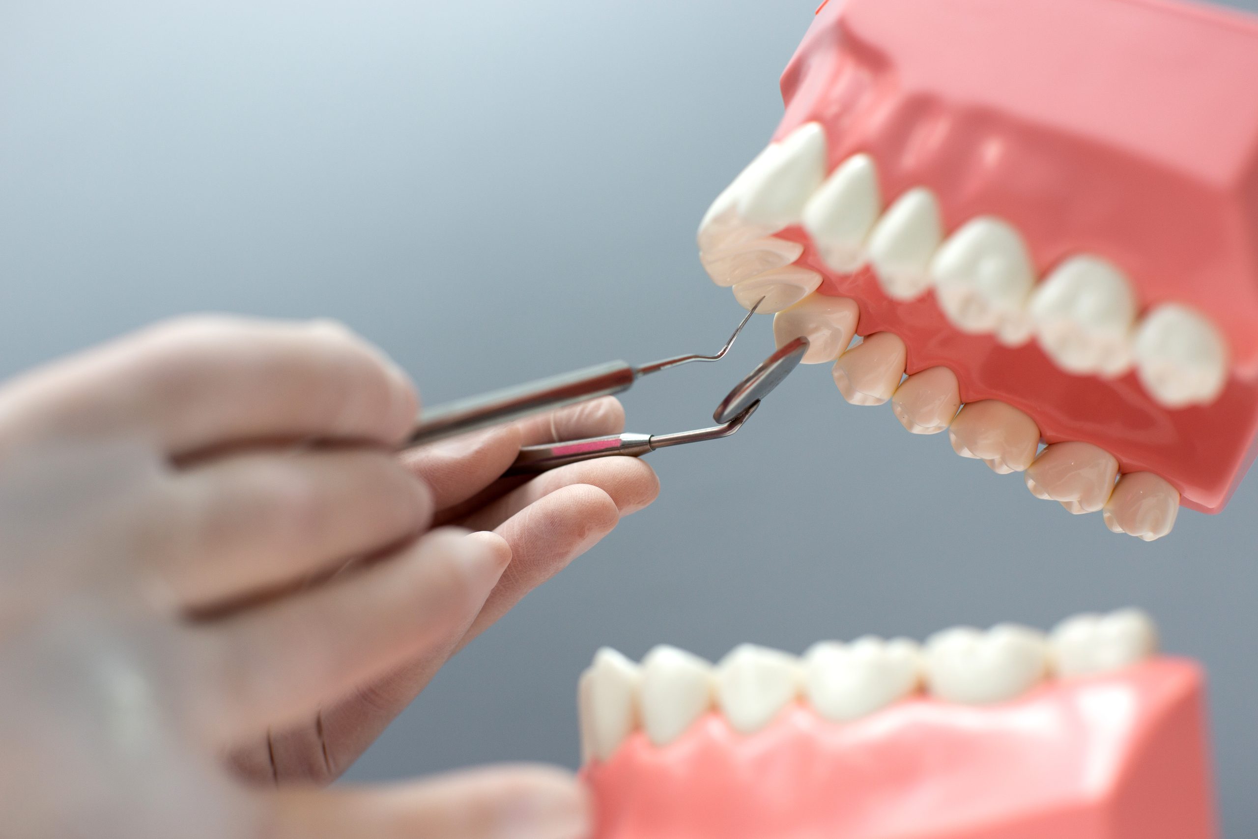 nurse practicing on the layout of the jaw with teeth